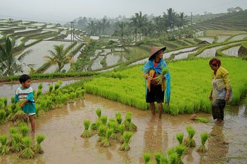 Groene rijstvelden van Jatiluwih, Bali van Sarah Lugthart