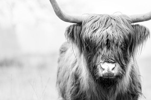 Schottischer Highlander