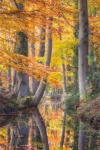 Herfst reflecties Staverdense beek