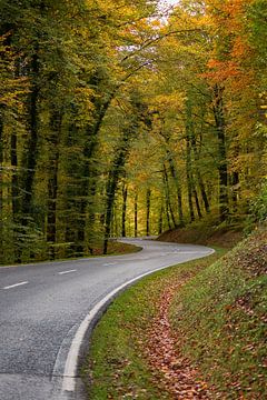 Eine Straße in Herbstfarben. Luxemburg 2021
