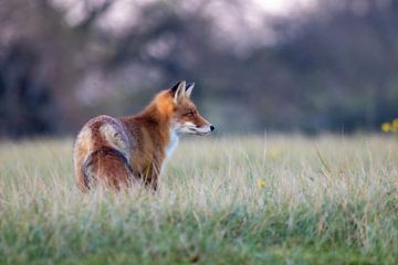 Wild fox in the beautiful evening light by Dave Heuvels