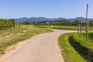 Straße zwischen Weinbergen Italien