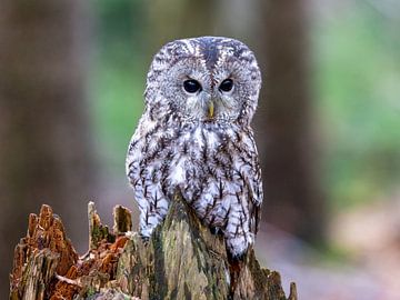 A tawny owl on a log by Manuel Weiter