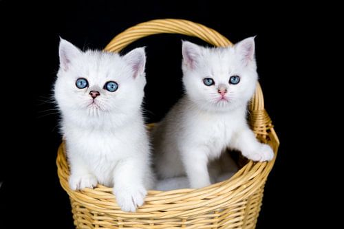 Twee witte kittens zitten in mand