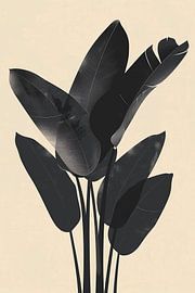 Black banana leaves by haroulita