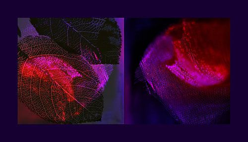 symphonie in paars en roze