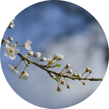 Bloeiende kersenpruimelaar (Prunus cerasifera) met kleine witte bloemen in het voorjaar of met Pasen van Maren Winter