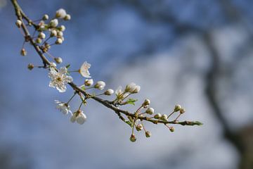 Blühender Kirschpflaumenbaum (Prunus cerasifera) mit kleinen weißen Blüten im Frühling oder zu Oster