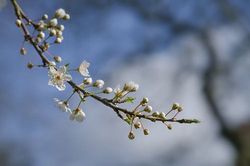 Bloeiende kersenpruimelaar (Prunus cerasifera) met kleine witte bloemen in het voorjaar of met Pasen
