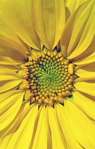 Zonnebloem