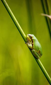 European tree frog. sur Robert Moeliker