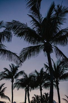 Palmbomen Key West Florida Amerika