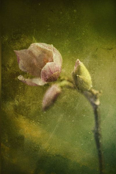 flowering magnolia by hanny bosveld