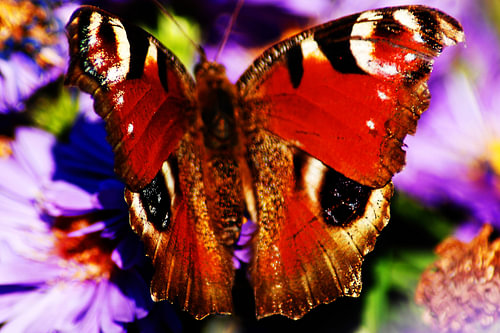 Peacock butterfly on an autumn aster – a macro shot of a butterfly