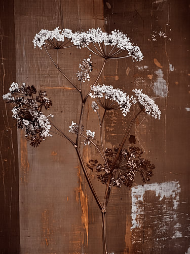 Botanische Illustration von blühendem Flötenkraut auf warmbraunem Hintergrund von Studio Pieternel