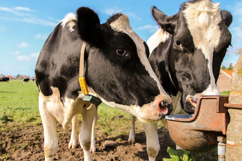 these cows are thirsty by Liesbeth Vogelzang