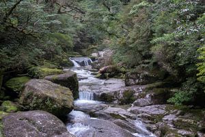 Natur auf der Insel Yakushima