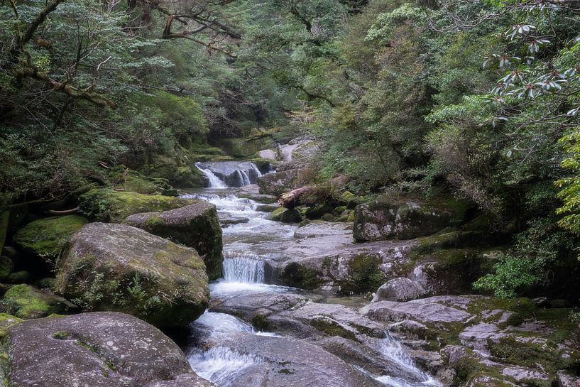 Nature on Yakushima island by Anges van der Logt