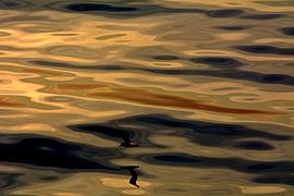 ACROBATES 2 by Miroslav Ptacek