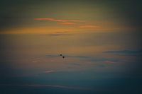 Macaws at sunset