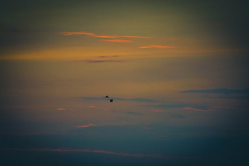 Macaws at sunset by Dennis Langendoen