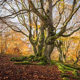 Herbst im Märchenwald von Jürgen Schmittdiel Photography