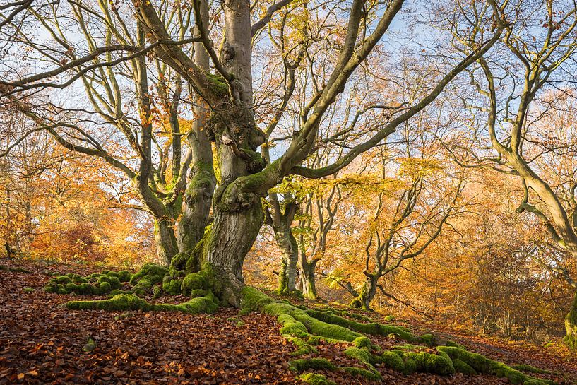 Autumn in the fairytale forest by Jürgen Schmittdiel Photography