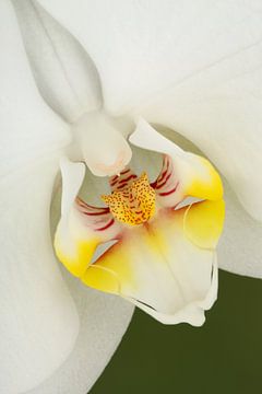 Close-up van een witte Orchidee van Ronald Pol