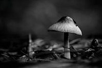 Fungus