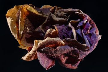 Nature art van Klaartje Majoor