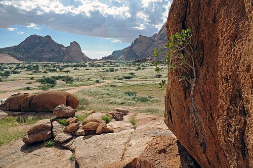 Plant vastgeklampt aan rots 