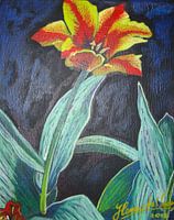 Rood-gele tulp