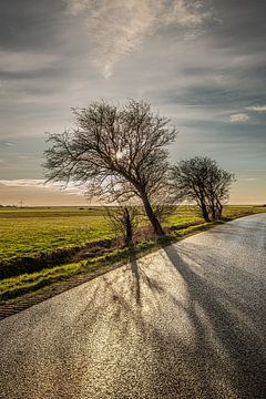 Friese landweg met scheefgezakte boom en een lage zon van Harrie Muis