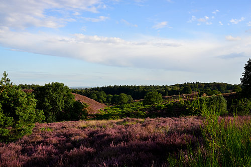A landscape of purple heather