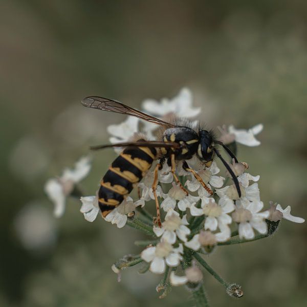 Macro Bee by Patrick Mertens aka Pat Probleme