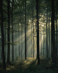 Romantisches Licht im Wald