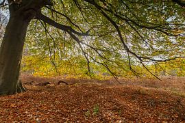Herfst sur Menno Schaefer