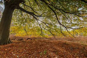 Herfst