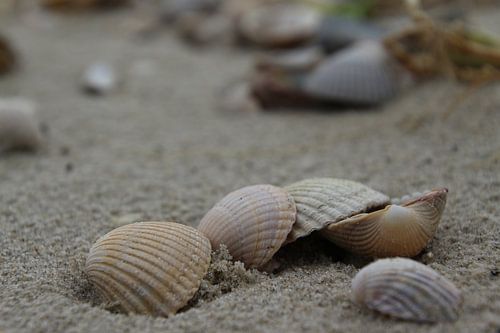 Schelpen met veel detail en scherpte diepte genomen. van Eibert van de Glind