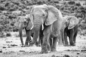 Les éléphants et la route sur Henri Kok