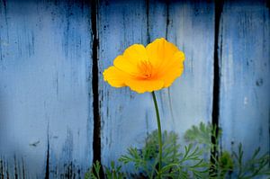 Une fleur jaune pour des planches bleues
