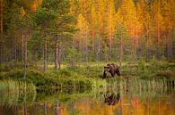 Bruine beer langs het water, met reflectie en herfstkleuren van Caroline van der Vecht thumbnail