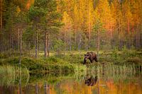 Bruine beer langs het water, met reflectie en herfstkleuren