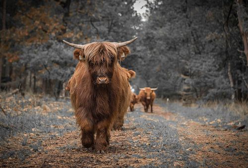 Schotse Hooglanders aan de wandel