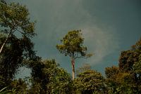 Un arbre solitaire dans la jungle