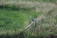 Reiger op hek