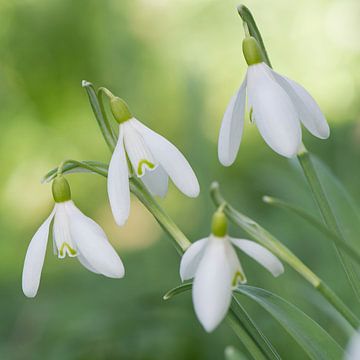 Sneeuwklokjes van Barbara Brolsma