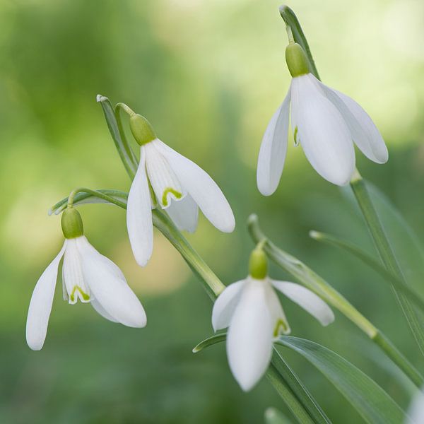 Snowdrops  von Barbara Brolsma