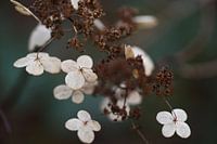 Blossom in winter