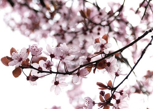 Bloesem in de Lente Locatie Duiven